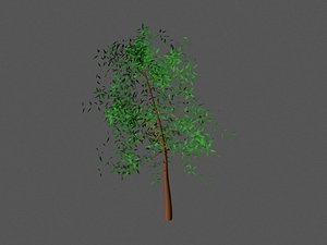 cherry tree max