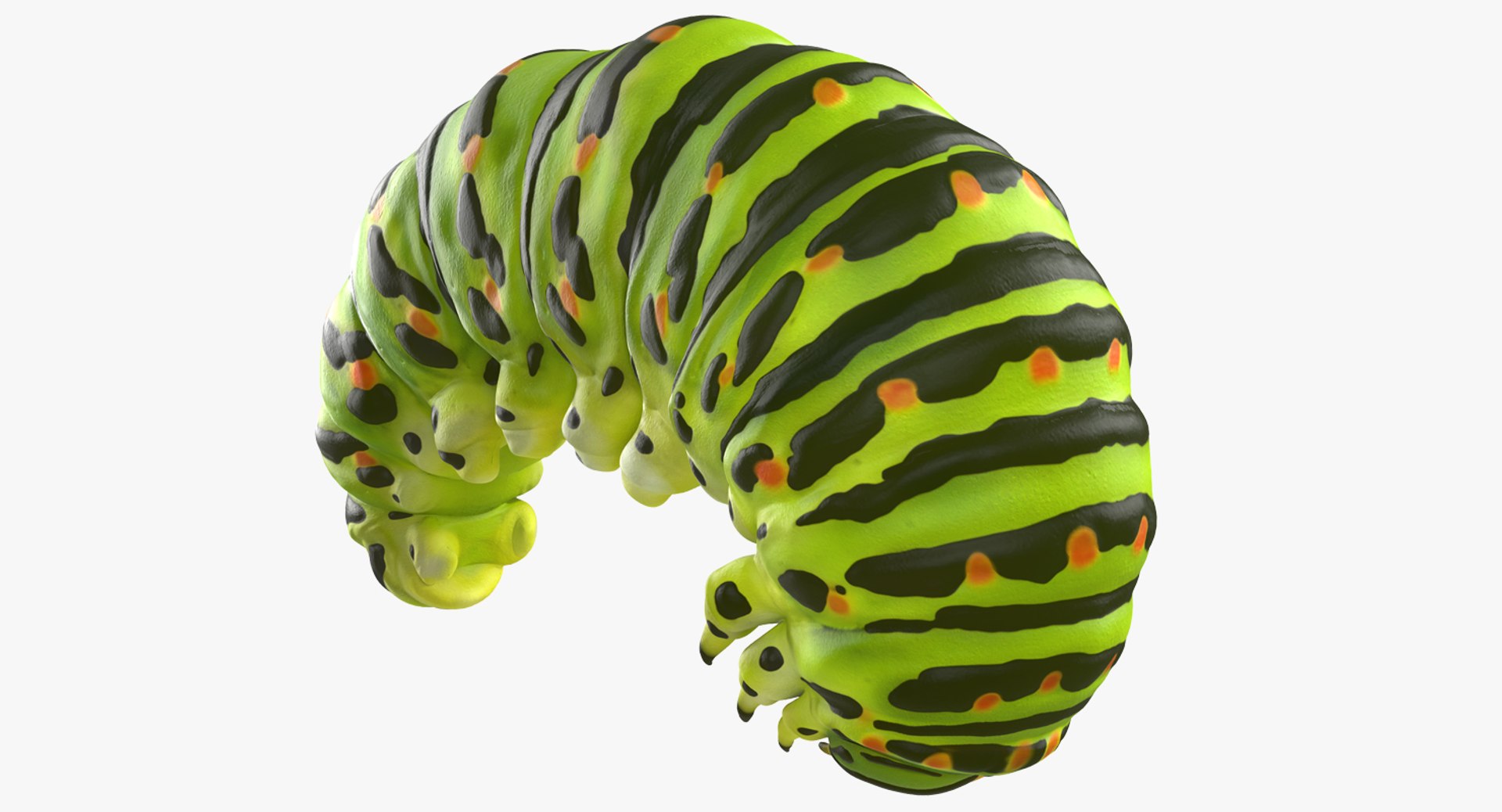 Swallowtail Caterpillar Green 3D model preview