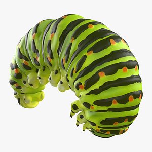 Swallowtail Caterpillar Green