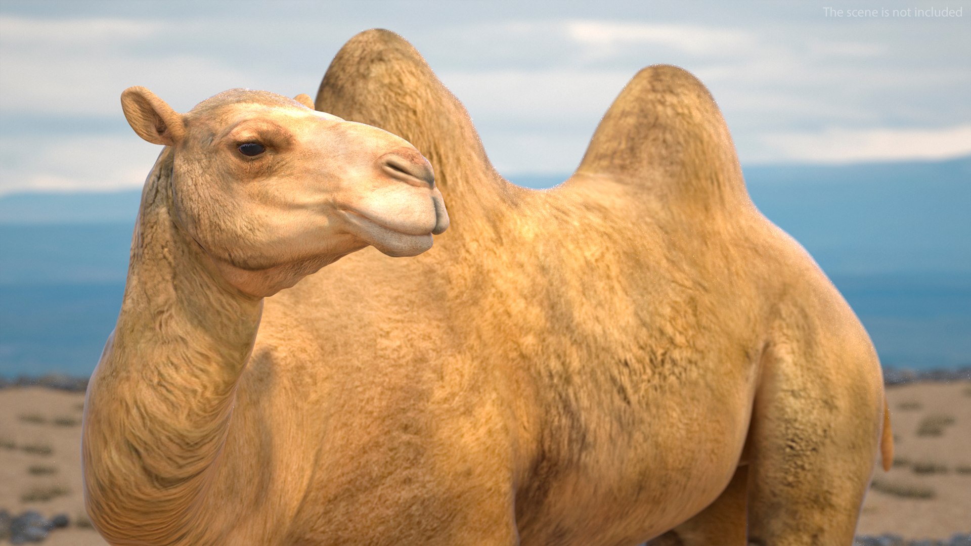 Bactrian Camel Rigged for Cinema 4D 3D model https://p.turbosquid.com/ts-thumb/3V/461MTt/0f/bactriancamelriggedforcinema4dc4dmodel009/jpg/1729150873/1920x1080/fit_q87/d9973f04f6c20e296feee06362a6f8980afa5563/bactriancamelriggedforcinema4dc4dmodel009.jpg