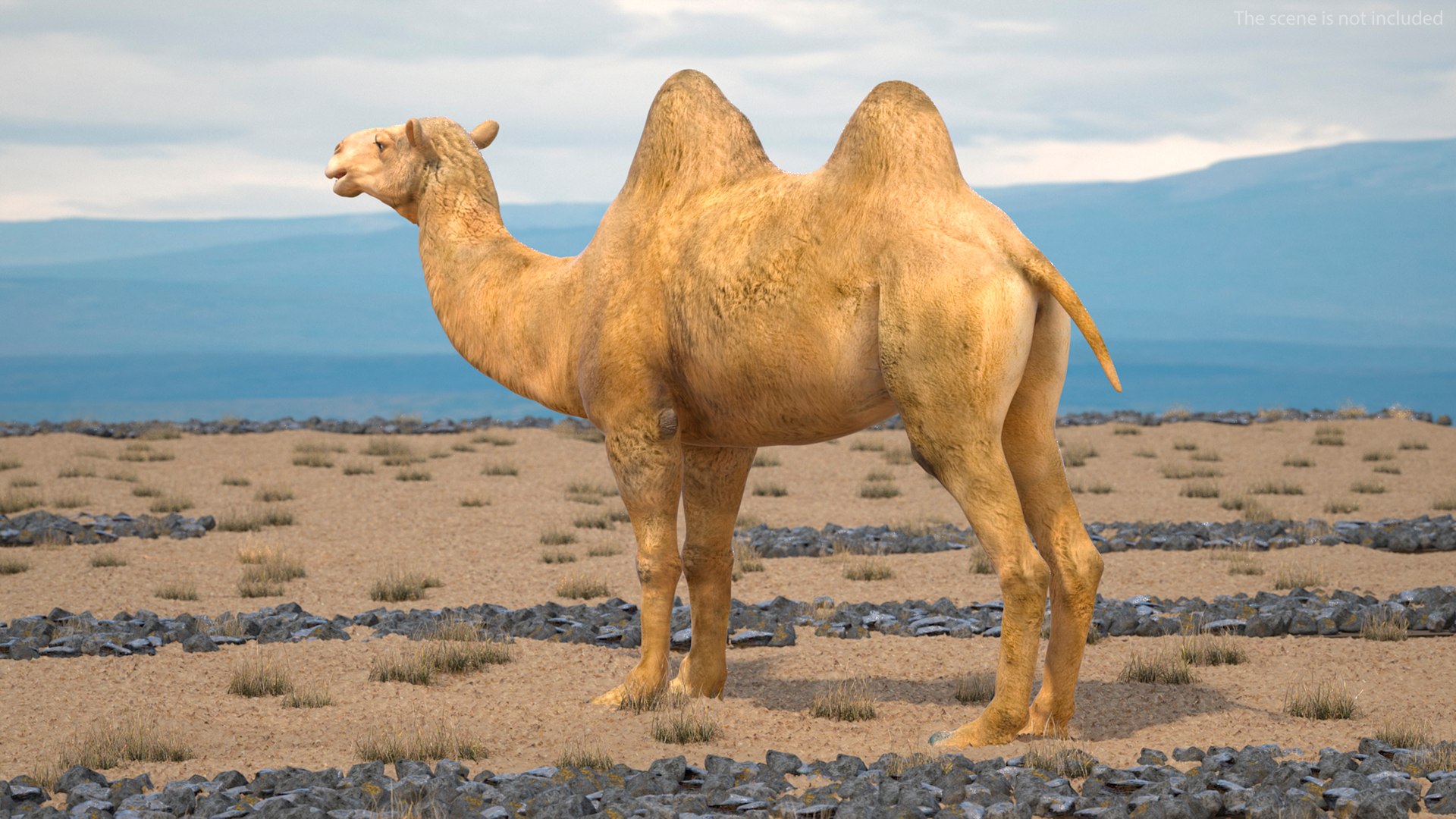 Bactrian Camel Rigged for Cinema 4D 3D model https://p.turbosquid.com/ts-thumb/3V/461MTt/Bw/bactriancamelriggedforcinema4dc4dmodel006/jpg/1729150852/1920x1080/fit_q87/1d6ee94c16f6a4be33fda1678925009d35affd20/bactriancamelriggedforcinema4dc4dmodel006.jpg