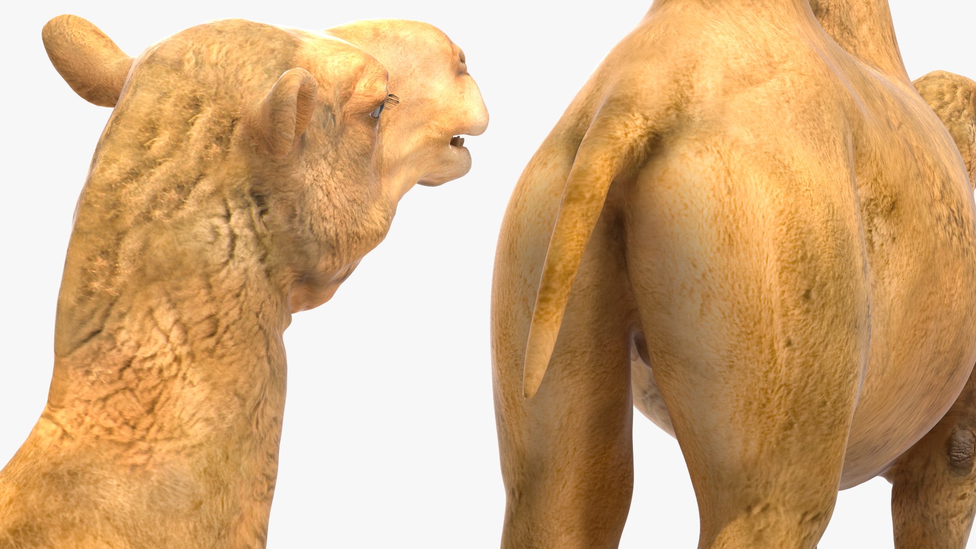Bactrian Camel Rigged for Cinema 4D 3D model https://p.turbosquid.com/ts-thumb/3V/461MTt/Ep/bactriancamelriggedforcinema4dc4dmodel024/jpg/1729150961/1920x1080/fit_q87/a18d43002fca6205cd3c7a69fb4ef89a56f56928/bactriancamelriggedforcinema4dc4dmodel024.jpg