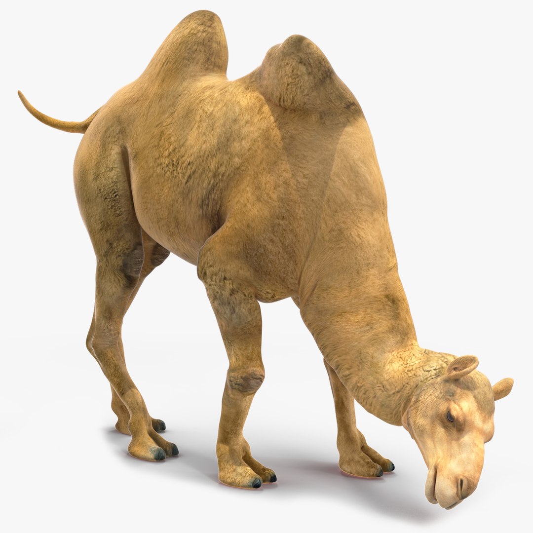 Bactrian Camel Rigged for Cinema 4D 3D model https://p.turbosquid.com/ts-thumb/3V/461MTt/Ht/bactriancamelriggedforcinema4dc4dmodel030/jpg/1729151001/1920x1080/fit_q87/43f2c6506723872429ed8578d19d5cb6513346b6/bactriancamelriggedforcinema4dc4dmodel030.jpg