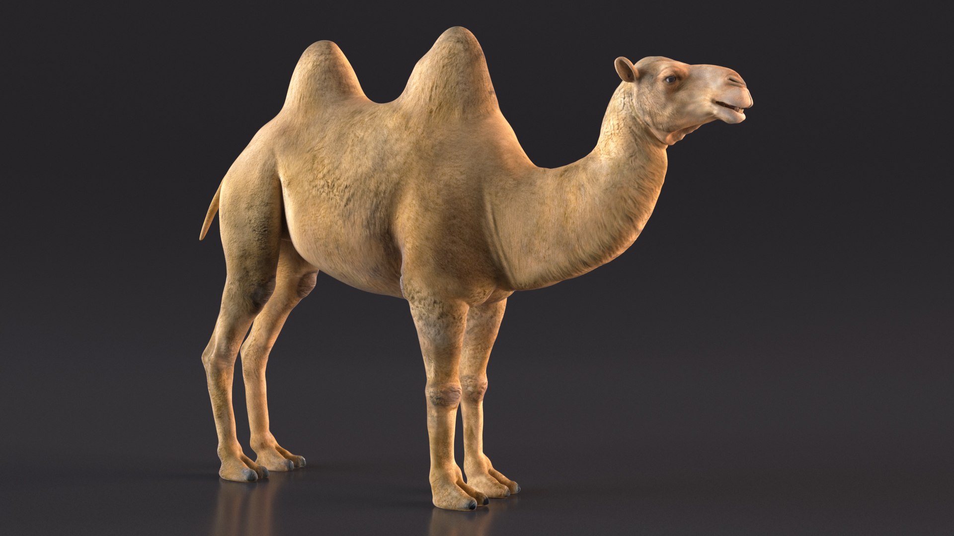 Bactrian Camel Rigged for Cinema 4D 3D model https://p.turbosquid.com/ts-thumb/3V/461MTt/KF/bactriancamelriggedforcinema4dc4dmodel010/jpg/1729150879/1920x1080/fit_q87/1a4e4c4909e835508697e62a2b05cf07ad5edb29/bactriancamelriggedforcinema4dc4dmodel010.jpg