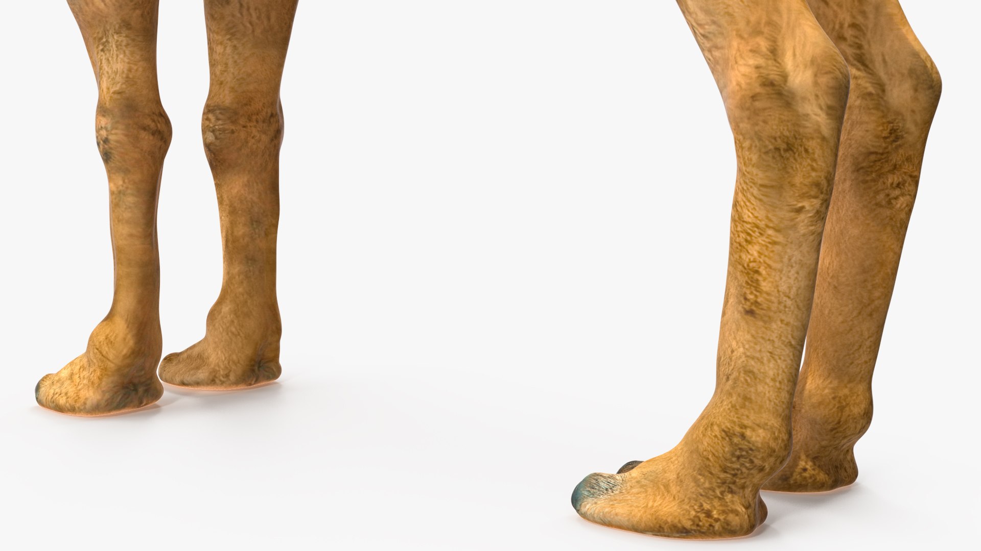 Bactrian Camel Rigged for Cinema 4D 3D model https://p.turbosquid.com/ts-thumb/3V/461MTt/N5/bactriancamelriggedforcinema4dc4dmodel021/jpg/1729150943/1920x1080/fit_q87/aa2f6a2de6704c47d21334b10778501229c1f43b/bactriancamelriggedforcinema4dc4dmodel021.jpg