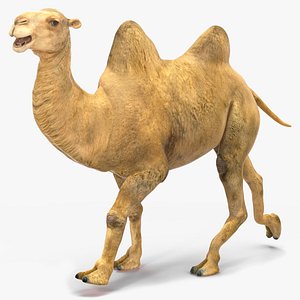 Bactrian Camel Rigged for Cinema 4D