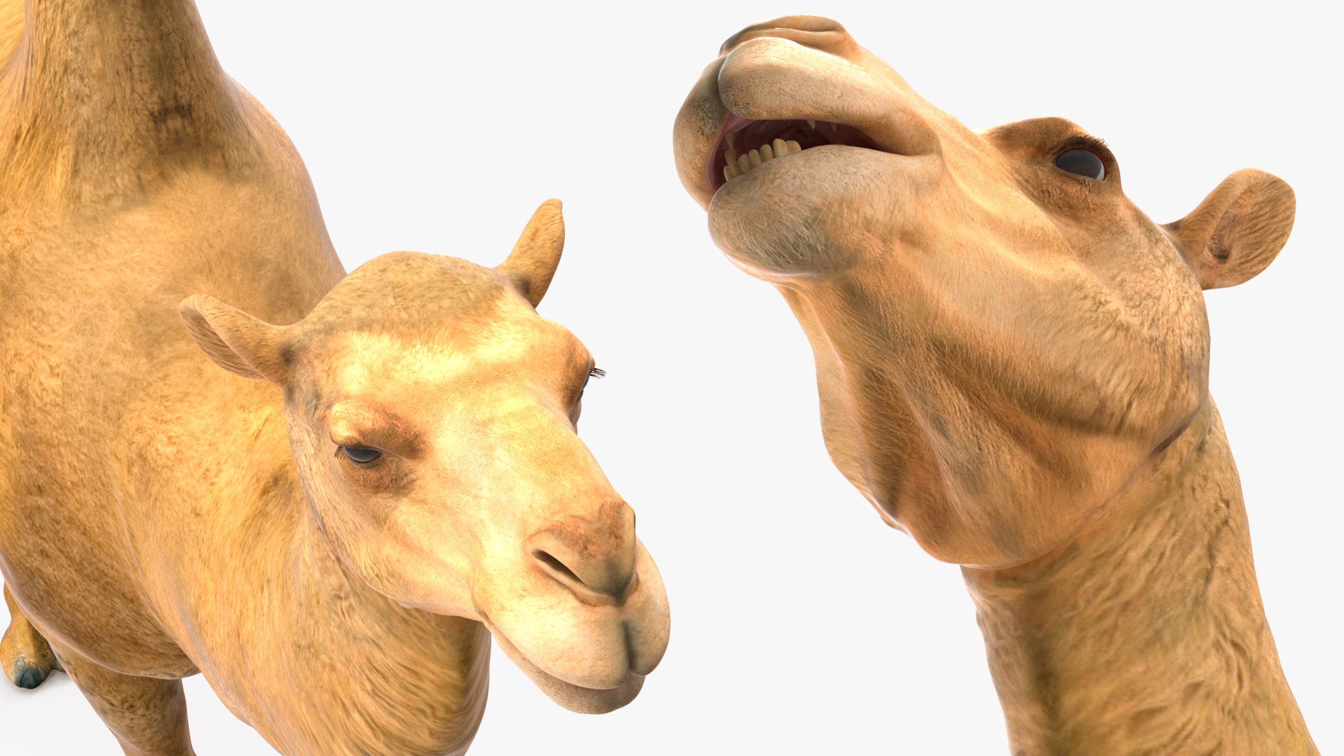 Bactrian Camel Rigged for Cinema 4D 3D model https://p.turbosquid.com/ts-thumb/3V/461MTt/SY/bactriancamelriggedforcinema4dc4dmodel023/jpg/1729150954/1920x1080/fit_q87/f0a12e78c709368dbe49e6c3e9c3099c8071d37e/bactriancamelriggedforcinema4dc4dmodel023.jpg