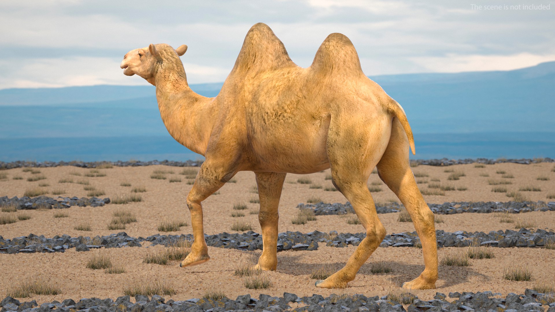 Bactrian Camel Rigged for Cinema 4D 3D model https://p.turbosquid.com/ts-thumb/3V/461MTt/TL/bactriancamelriggedforcinema4dc4dmodel007/jpg/1729150859/1920x1080/fit_q87/ab9461ce398ff704d968ff73a60f4f22aabca964/bactriancamelriggedforcinema4dc4dmodel007.jpg