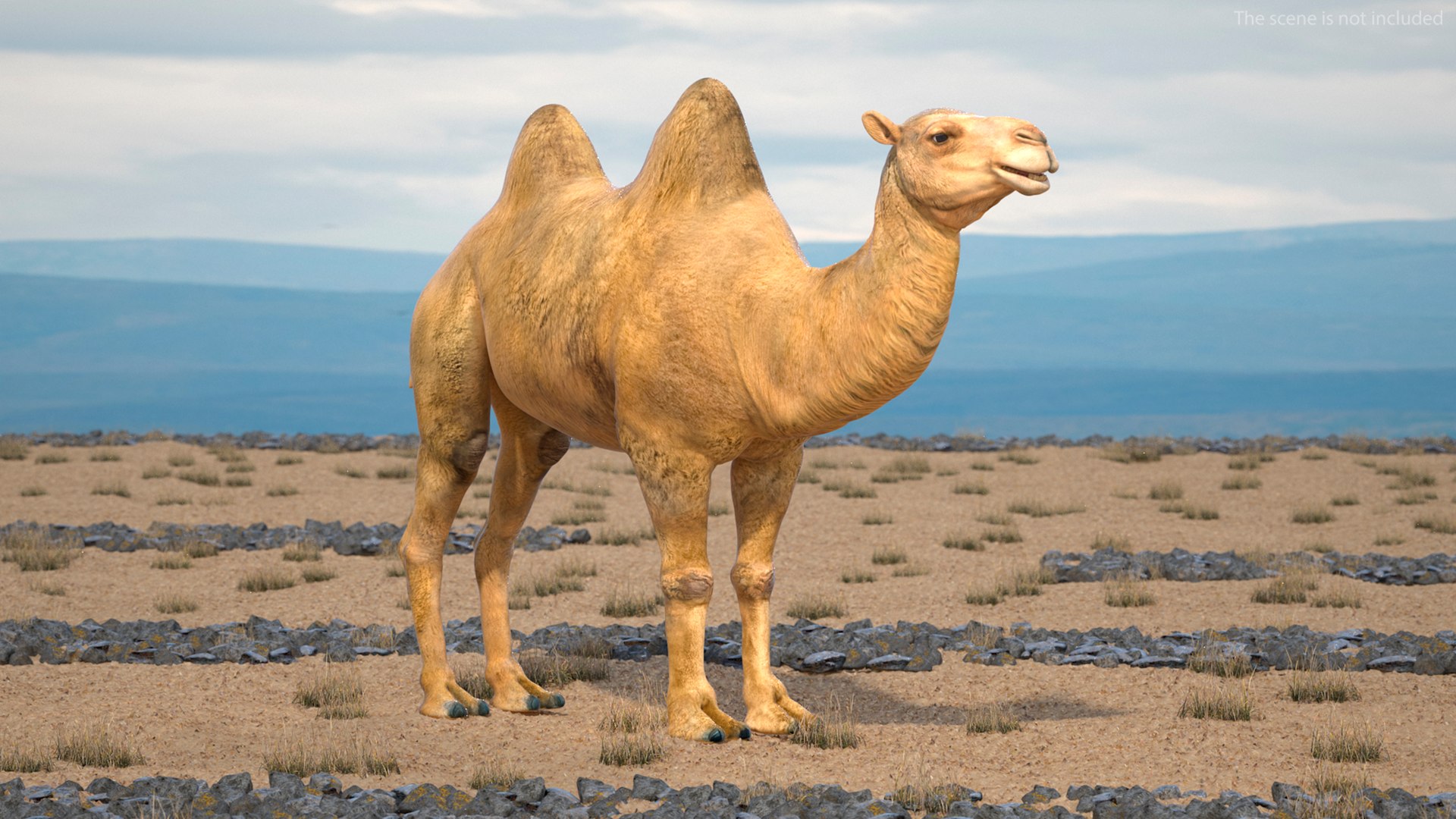 Bactrian Camel Rigged for Cinema 4D 3D model https://p.turbosquid.com/ts-thumb/3V/461MTt/dH/bactriancamelriggedforcinema4dc4dmodel003/jpg/1729150830/1920x1080/fit_q87/2565934f05667406e35b021ebab40c84dee502d5/bactriancamelriggedforcinema4dc4dmodel003.jpg