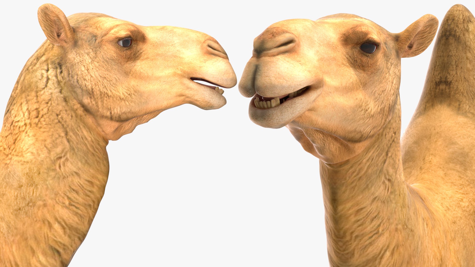 Bactrian Camel Rigged for Cinema 4D 3D model https://p.turbosquid.com/ts-thumb/3V/461MTt/fp/bactriancamelriggedforcinema4dc4dmodel027/jpg/1729150981/1920x1080/fit_q87/caba927809756aea818d6570469239c0c48c8189/bactriancamelriggedforcinema4dc4dmodel027.jpg