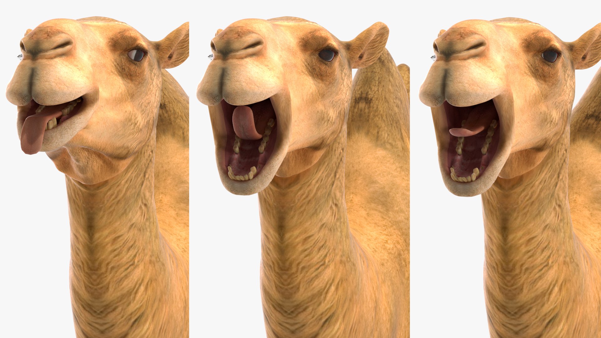 Bactrian Camel Rigged for Cinema 4D 3D model https://p.turbosquid.com/ts-thumb/3V/461MTt/g9/bactriancamelriggedforcinema4dc4dmodel026/jpg/1729150971/1920x1080/fit_q87/776d279ad6df426181a004a793e416fe8f2934ed/bactriancamelriggedforcinema4dc4dmodel026.jpg