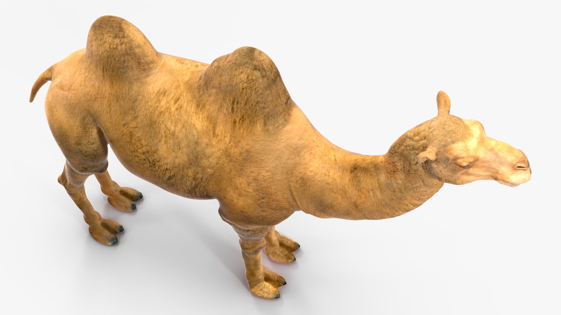Bactrian Camel Rigged for Cinema 4D 3D model https://p.turbosquid.com/ts-thumb/3V/461MTt/hR/bactriancamelriggedforcinema4dc4dmodel016/jpg/1729150911/1920x1080/fit_q87/ae332b4eab340aef4a1e1af450c2f3103f28e00b/bactriancamelriggedforcinema4dc4dmodel016.jpg