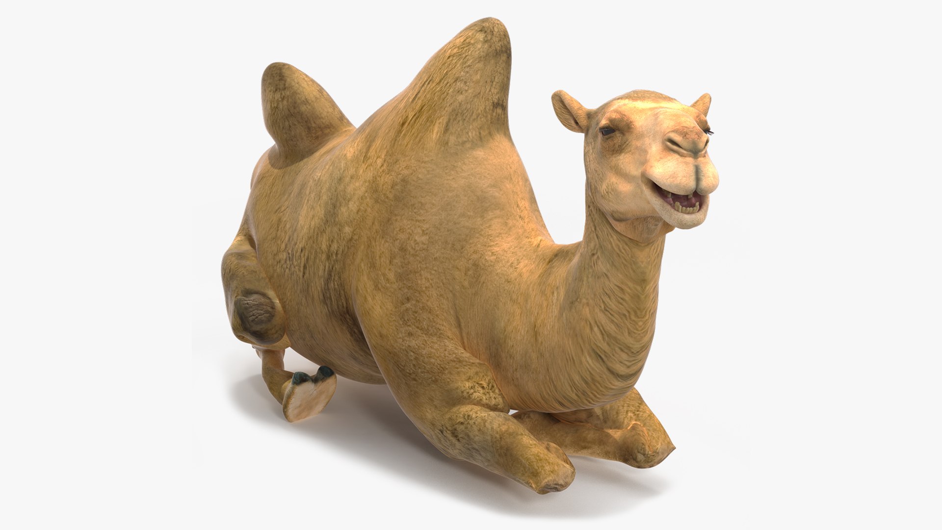 Bactrian Camel Rigged for Cinema 4D 3D model preview