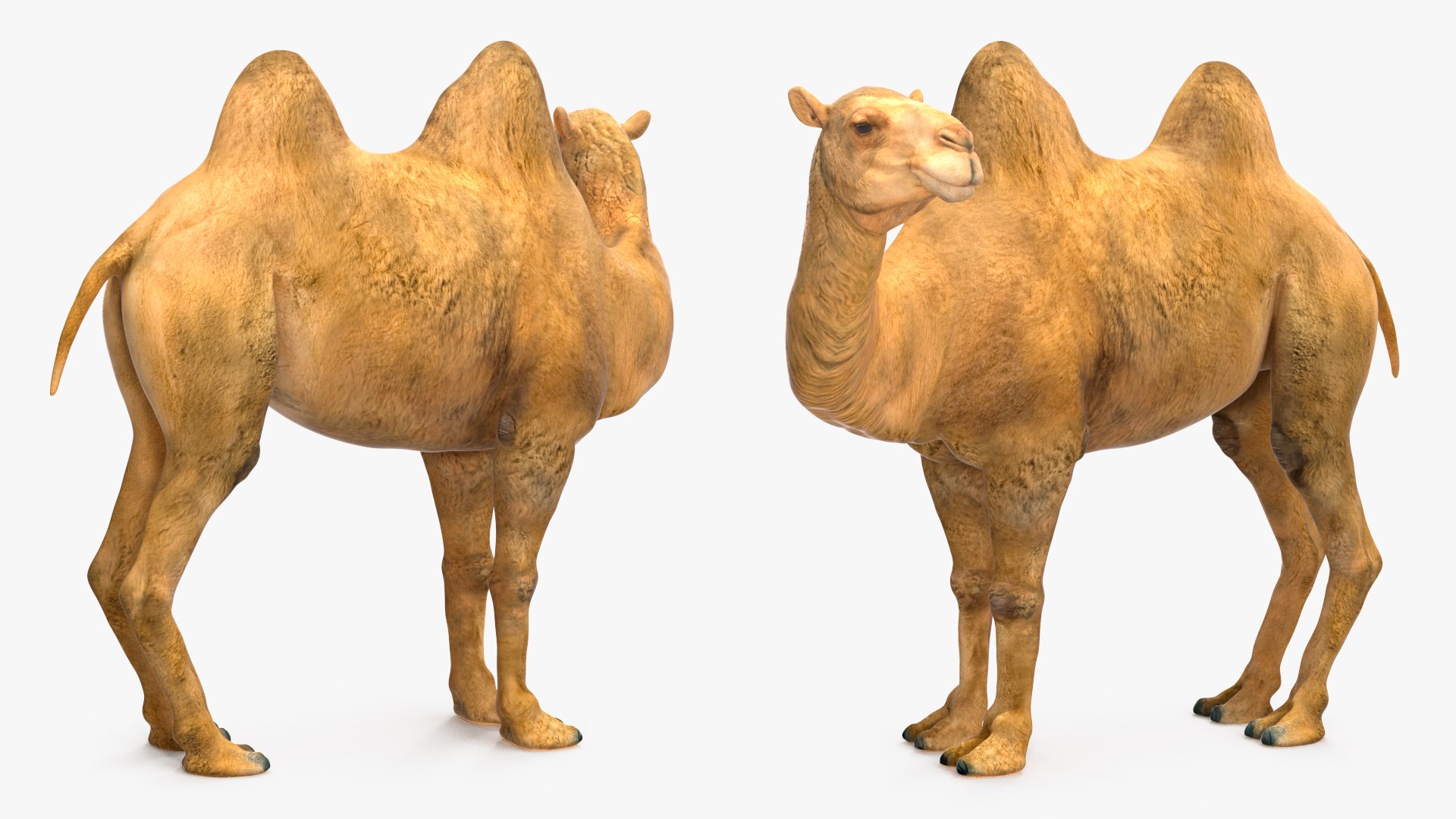 Bactrian Camel Rigged for Cinema 4D 3D model https://p.turbosquid.com/ts-thumb/3V/461MTt/sf/bactriancamelriggedforcinema4dc4dmodel014/jpg/1729150899/1920x1080/fit_q87/17df0866085f2dd3779179c366869f34c8652171/bactriancamelriggedforcinema4dc4dmodel014.jpg