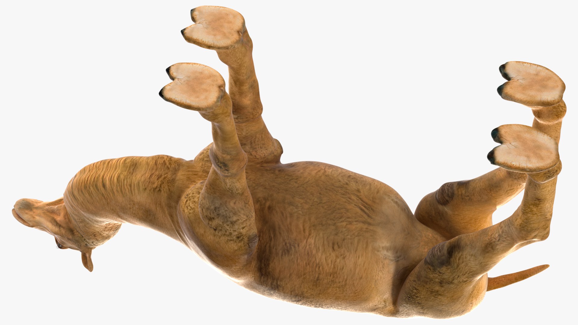 Bactrian Camel Rigged for Cinema 4D 3D model https://p.turbosquid.com/ts-thumb/3V/461MTt/uN/bactriancamelriggedforcinema4dc4dmodel017/jpg/1729150915/1920x1080/fit_q87/67183fbf7762243737ceee2490374feaf5f6c50d/bactriancamelriggedforcinema4dc4dmodel017.jpg
