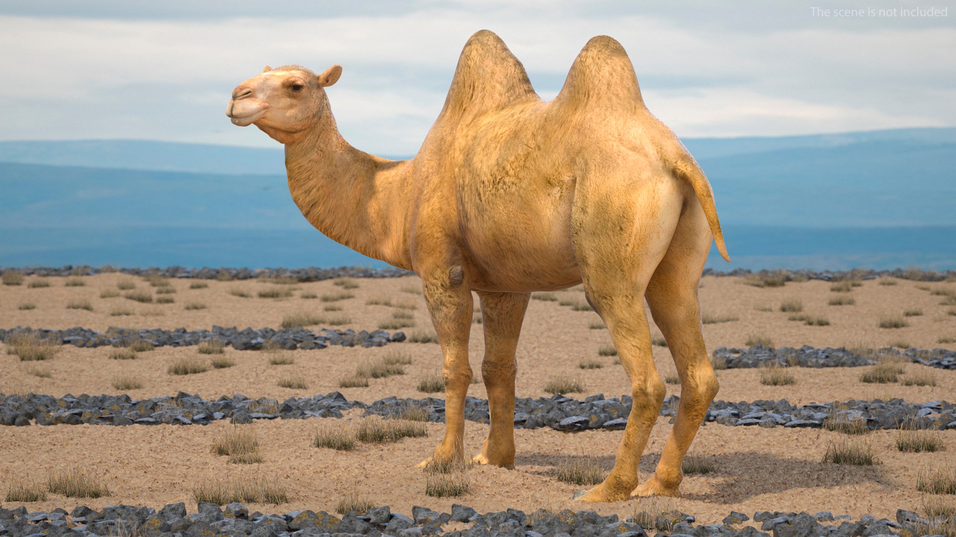 Bactrian Camel Rigged for Cinema 4D 3D model https://p.turbosquid.com/ts-thumb/3V/461MTt/zG/bactriancamelriggedforcinema4dc4dmodel008/jpg/1729150866/1920x1080/fit_q87/4c6eb975c9796fd01ef87f704380d638516f2bcd/bactriancamelriggedforcinema4dc4dmodel008.jpg