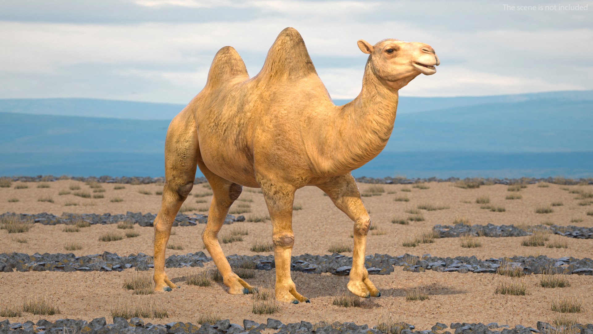 Bactrian Camel Rigged for Cinema 4D 3D model https://p.turbosquid.com/ts-thumb/3V/461MTt/zS/bactriancamelriggedforcinema4dc4dmodel004/jpg/1729150836/1920x1080/fit_q87/5a91da2bb09ed561262289835fb57d49215ffb87/bactriancamelriggedforcinema4dc4dmodel004.jpg
