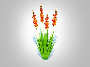 Gladiolus x hortulanusv8 3D model