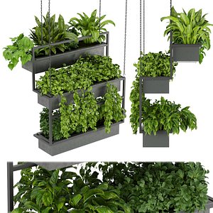 Collection plant vol 295 - Indoor - ampelous - hanging - 3DMAX - CINEMA4D