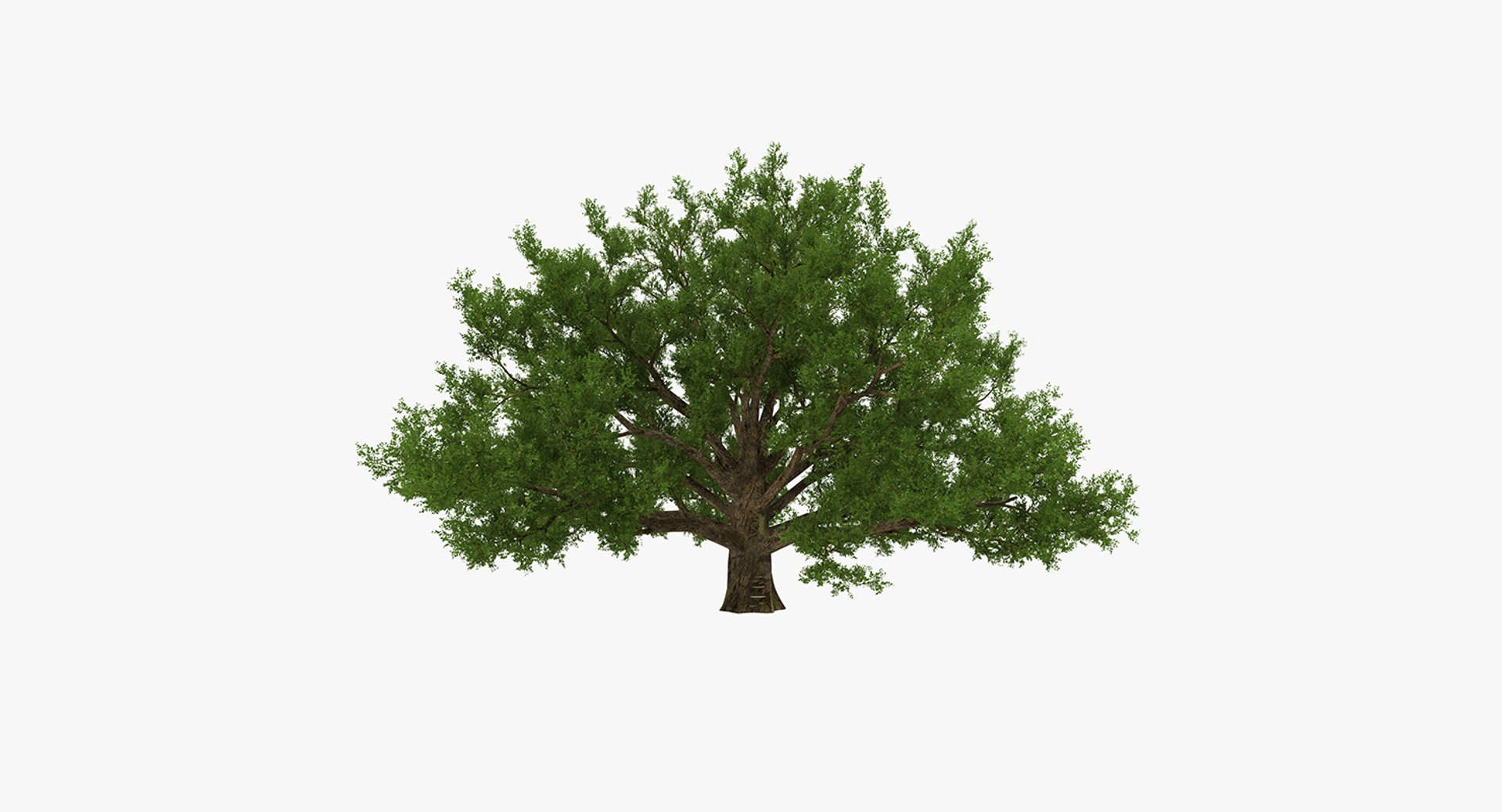 summer trees 2 3D model https://p.turbosquid.com/ts-thumb/3V/LAMIPj/2jA9xp4C/summertreescollection2mb3dmodel021/jpg/1538238327/1920x1080/fit_q87/2d6ed4db2c5e35bcb4f6c7a14ab99018cde68c71/summertreescollection2mb3dmodel021.jpg