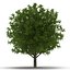 Summer Trees 3D Models Collection 2