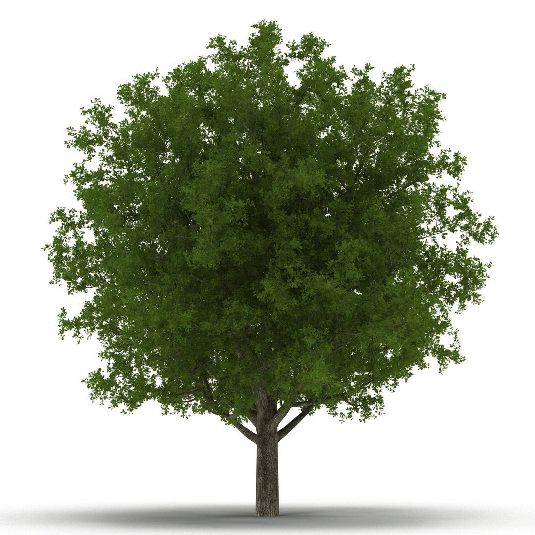 summer trees 2 3D model https://p.turbosquid.com/ts-thumb/3V/LAMIPj/6j27gFj7/summer_trees_collection_2_379/jpg/1538236235/1920x1080/turn_fit_q99/1aba087ab0d4c2935cb8e00f377eaee6df31eb1d/summer_trees_collection_2_379-1.jpg