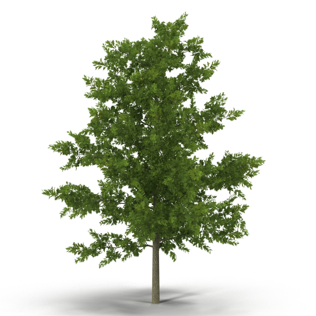 summer trees 2 3D model https://p.turbosquid.com/ts-thumb/3V/LAMIPj/73JnRaht/summer_trees_collection_2_362/jpg/1538200689/1920x1080/turn_fit_q99/a498b107a06347d7a683e501d889f40ea789d553/summer_trees_collection_2_362-1.jpg