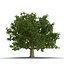 Summer Trees 3D Models Collection 2
