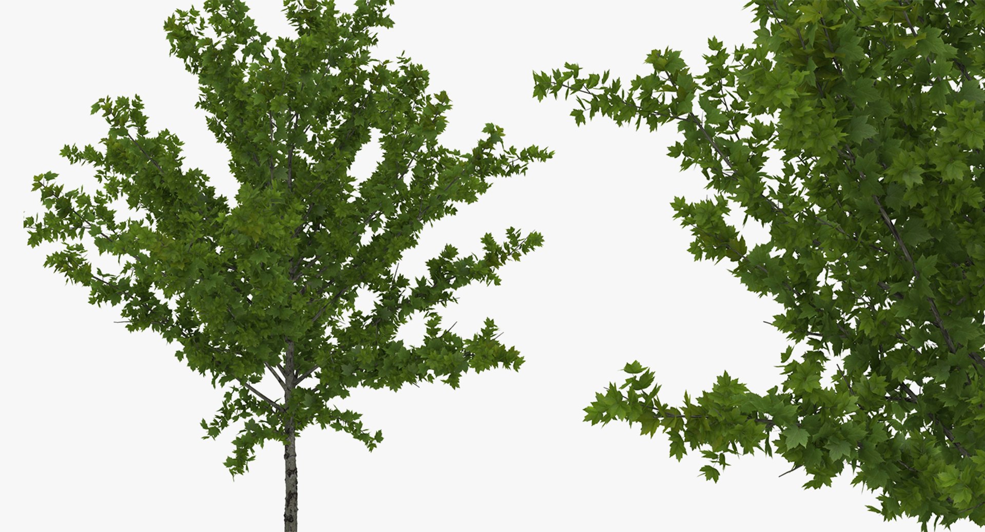 summer trees 2 3D model https://p.turbosquid.com/ts-thumb/3V/LAMIPj/9cbcddjO/summertreescollection2mb3dmodel020/jpg/1538238327/1920x1080/fit_q87/77945a54c0d3ca53835de3ee0e5ecd3d83d03c9c/summertreescollection2mb3dmodel020.jpg