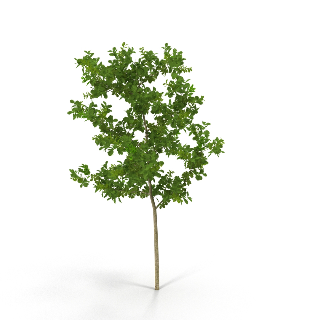 summer trees 2 3D model https://p.turbosquid.com/ts-thumb/3V/LAMIPj/9mLVVQxw/summer_trees_collection_2_381/jpg/1538236385/1920x1080/turn_fit_q99/e875fc6f8d5c7730fdffceeac4586a7334e4504e/summer_trees_collection_2_381-1.jpg