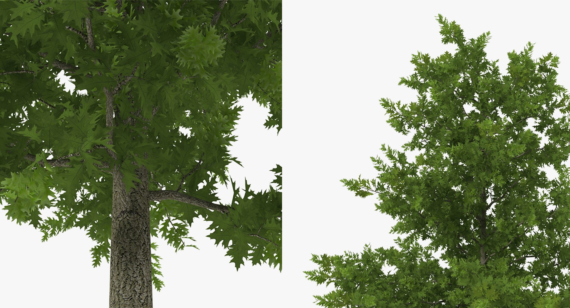 summer trees 2 3D model https://p.turbosquid.com/ts-thumb/3V/LAMIPj/DUWZ2vIJ/summertreescollection2mb3dmodel006/jpg/1538238327/1920x1080/fit_q87/57c0c4b3377380bd84e747b57cb9de4083354efb/summertreescollection2mb3dmodel006.jpg