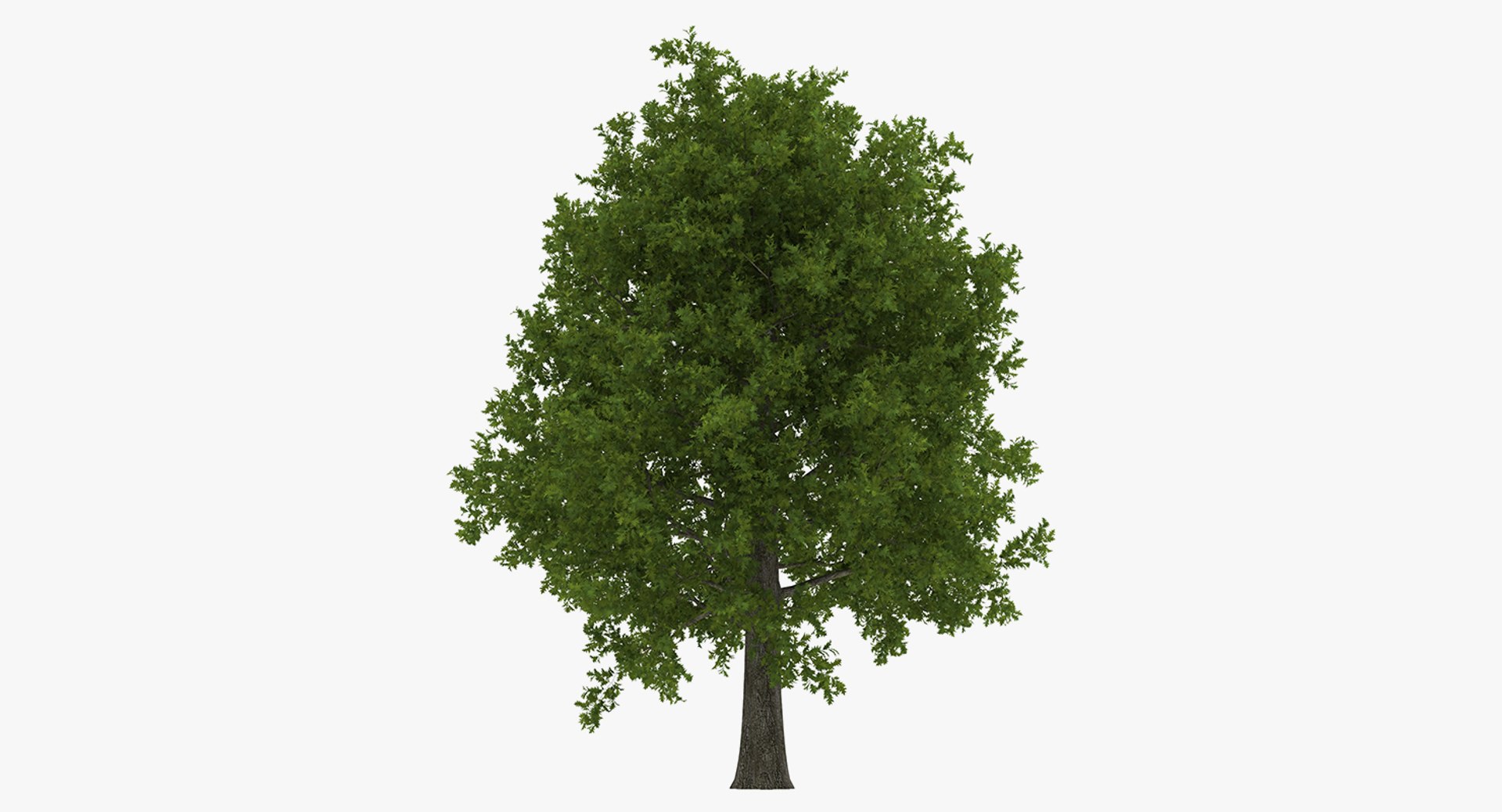summer trees 2 3D model https://p.turbosquid.com/ts-thumb/3V/LAMIPj/H9B2ibPu/summertreescollection2mb3dmodel013/jpg/1538238327/1920x1080/fit_q87/3f1d631b330b6c5a04ac45422688b733f4f36dfa/summertreescollection2mb3dmodel013.jpg