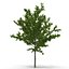 Summer Trees 3D Models Collection 2