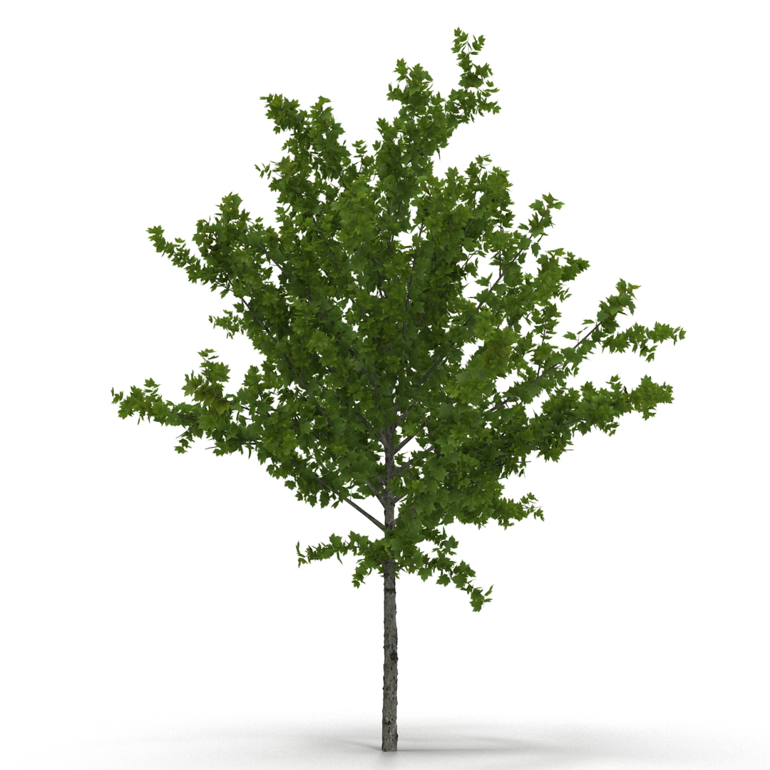 summer trees 2 3D model https://p.turbosquid.com/ts-thumb/3V/LAMIPj/JSBrxAKG/summer_trees_collection_2_376/jpg/1538236591/1920x1080/turn_fit_q99/1d25de7f8ffc6c74138113dceaff2395dab3dc5d/summer_trees_collection_2_376-1.jpg