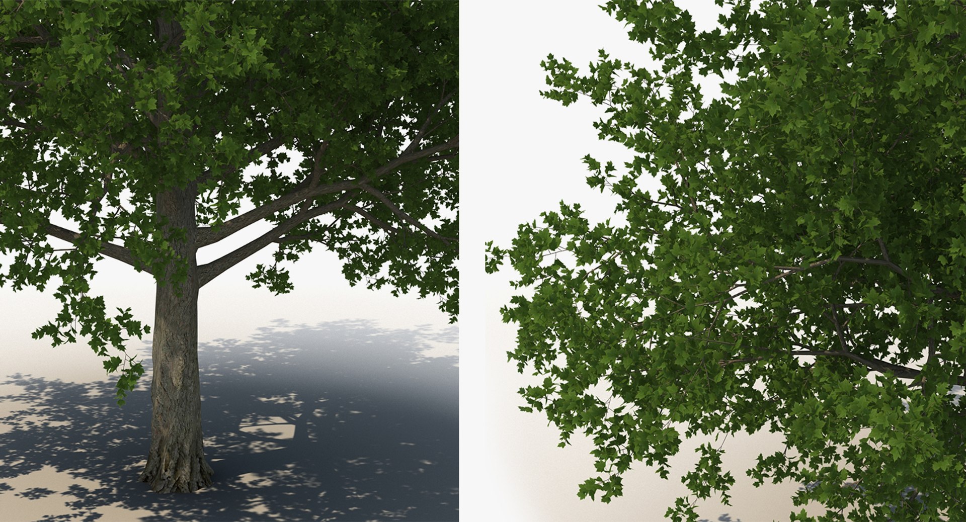 summer trees 2 3D model https://p.turbosquid.com/ts-thumb/3V/LAMIPj/LG5bD1PK/summertreescollection2mb3dmodel018/jpg/1538238327/1920x1080/fit_q87/2606cfbe818d7911a9d319b492ddcee4ea53f1a6/summertreescollection2mb3dmodel018.jpg