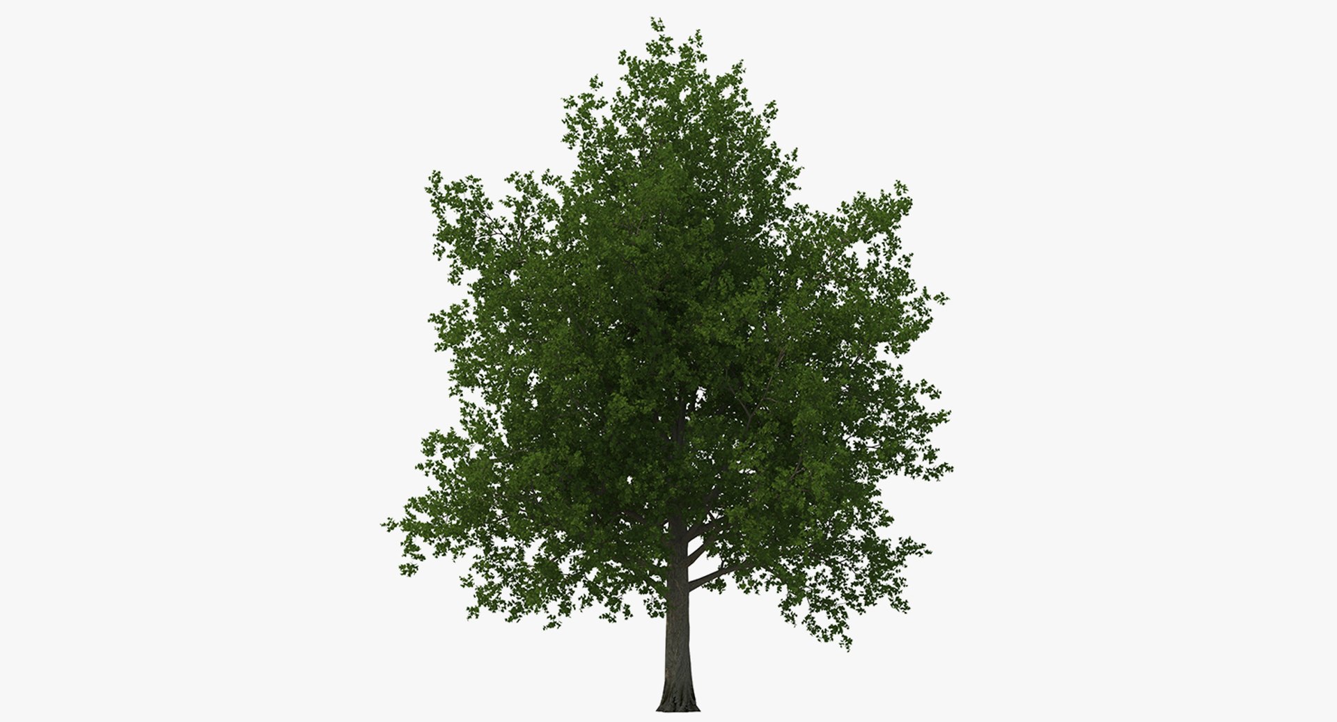 summer trees 2 3D model https://p.turbosquid.com/ts-thumb/3V/LAMIPj/LdOq7iwY/summertreescollection2mb3dmodel017/jpg/1538238327/1920x1080/fit_q87/2e4d7823b5bbe635cd31167bfc217893590fa10c/summertreescollection2mb3dmodel017.jpg
