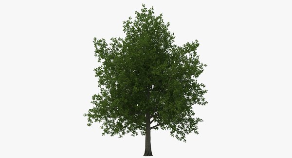 Summer trees 2 3D model - TurboSquid 1332019