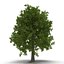 Summer Trees 3D Models Collection 2