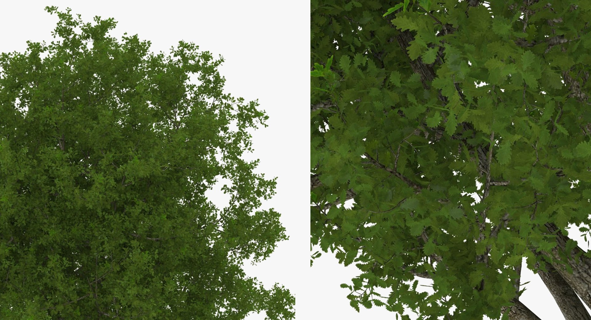 summer trees 2 3D model https://p.turbosquid.com/ts-thumb/3V/LAMIPj/Ne8gNkc7/summertreescollection2mb3dmodel024/jpg/1538238327/1920x1080/fit_q87/6d319ad299c3646d209ebd1fd0f519ef7c9b334e/summertreescollection2mb3dmodel024.jpg