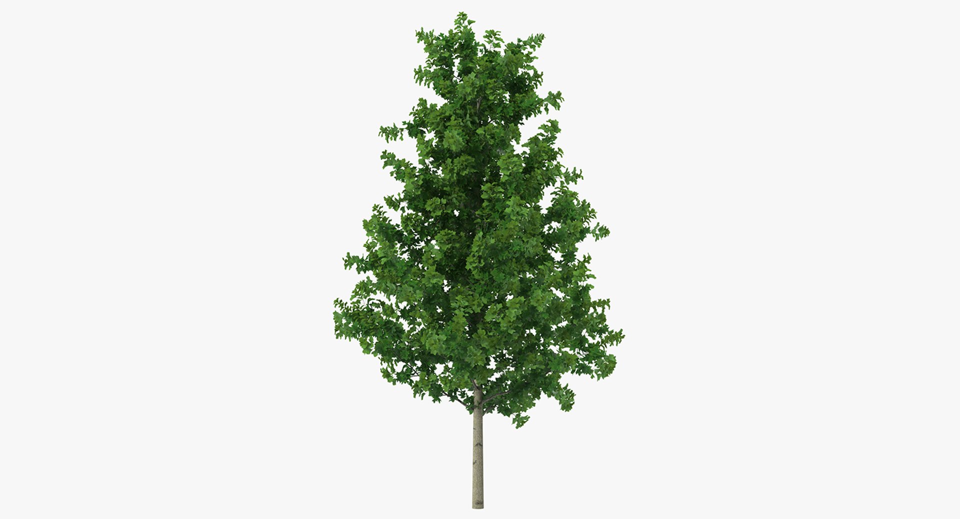 summer trees 2 3D model https://p.turbosquid.com/ts-thumb/3V/LAMIPj/TJpqxK4f/summertreescollection2mb3dmodel015/jpg/1538238327/1920x1080/fit_q87/a2cc4cd16901b11082b574c0dc0682014d9c2a88/summertreescollection2mb3dmodel015.jpg