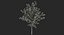 Summer Trees 3D Models Collection 2