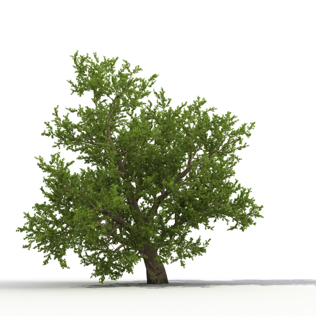 summer trees 2 3D model https://p.turbosquid.com/ts-thumb/3V/LAMIPj/Uc4lbIa2/summer_trees_collection_2_366/jpg/1538201037/1920x1080/turn_fit_q99/59ab94aa36ee3da8c3b04d89849314625db02a99/summer_trees_collection_2_366-1.jpg