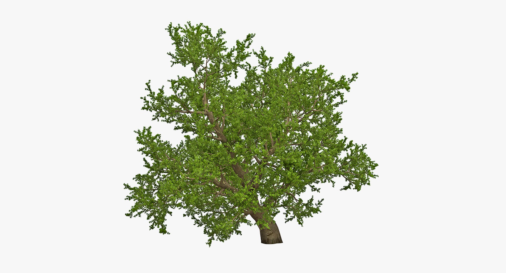 summer trees 2 3D model https://p.turbosquid.com/ts-thumb/3V/LAMIPj/V7FTegPL/summertreescollection2mb3dmodel009/jpg/1538238327/1920x1080/fit_q87/251bfcbeabbed6d359a748759b3c41b2b020452b/summertreescollection2mb3dmodel009.jpg