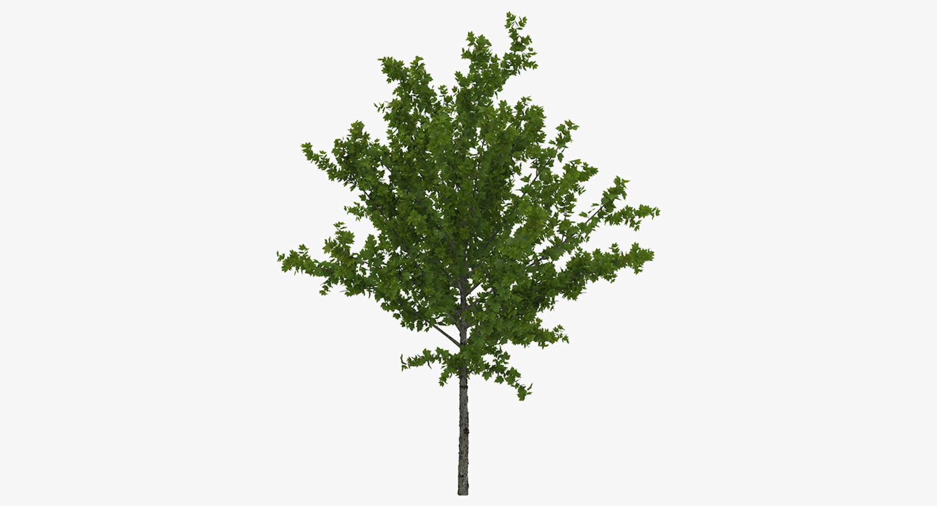 summer trees 2 3D model https://p.turbosquid.com/ts-thumb/3V/LAMIPj/Xo2oUBiW/summertreescollection2mb3dmodel019/jpg/1538238327/1920x1080/fit_q87/272b9a4556d330ed6a8d60b6ba973c82bac481c6/summertreescollection2mb3dmodel019.jpg