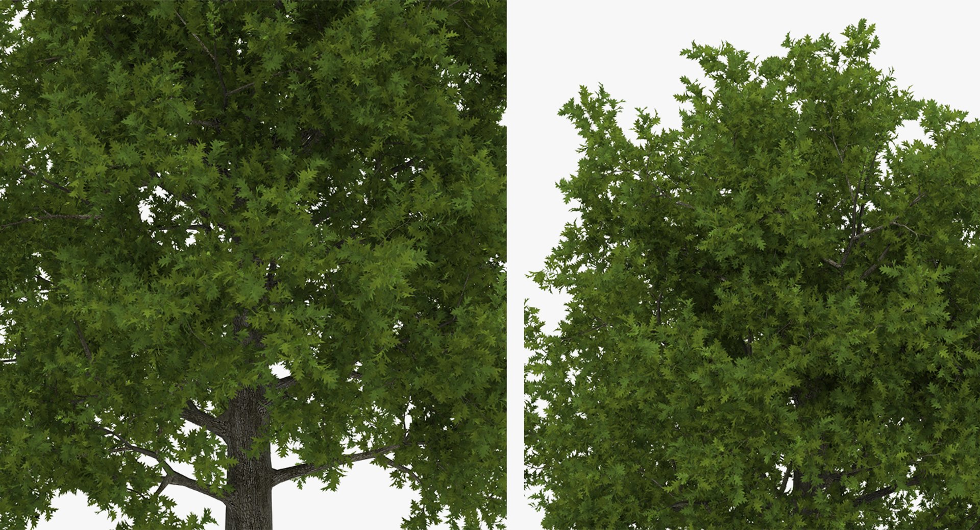 summer trees 2 3D model https://p.turbosquid.com/ts-thumb/3V/LAMIPj/ai5IKCbE/summertreescollection2mb3dmodel014/jpg/1538238327/1920x1080/fit_q87/c08a9fab3d09a9ce640611bcc9cf253d951ea0da/summertreescollection2mb3dmodel014.jpg