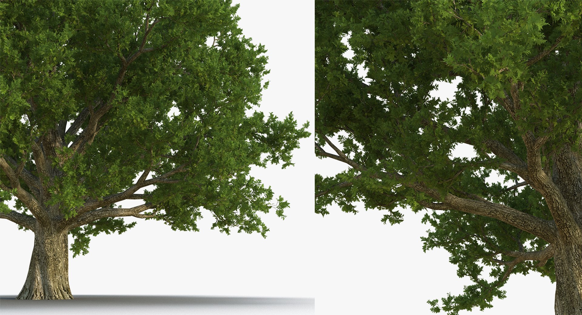 summer trees 2 3D model https://p.turbosquid.com/ts-thumb/3V/LAMIPj/ch4uuq6e/summertreescollection2mb3dmodel004/jpg/1538238327/1920x1080/fit_q87/d3b438d9ad1263bb888e2e5cee578224ba6079e8/summertreescollection2mb3dmodel004.jpg
