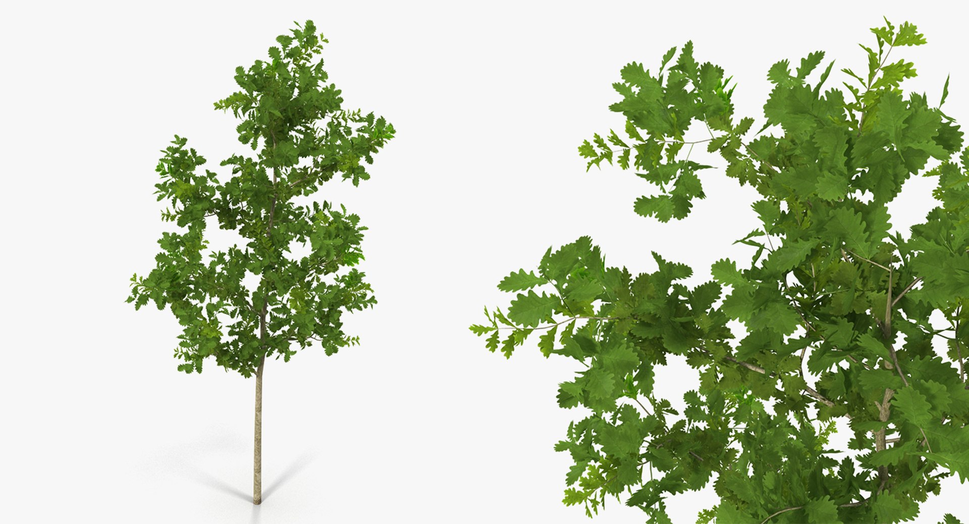 summer trees 2 3D model https://p.turbosquid.com/ts-thumb/3V/LAMIPj/fA3NbB81/summertreescollection2mb3dmodel026/jpg/1538238327/1920x1080/fit_q87/12d68a86227e57931b5748ec1cc23d6246692dd7/summertreescollection2mb3dmodel026.jpg
