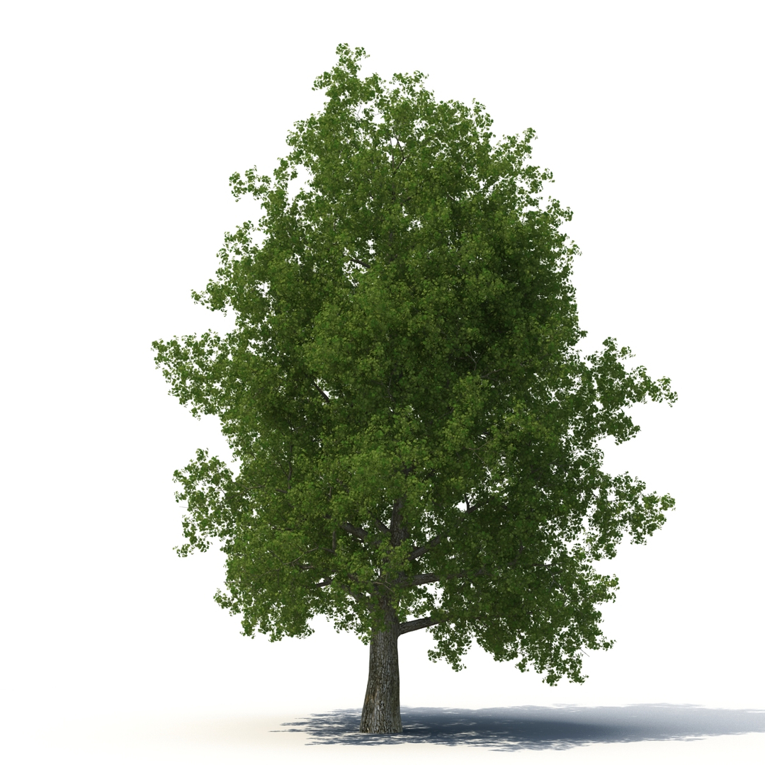 summer trees 2 3D model https://p.turbosquid.com/ts-thumb/3V/LAMIPj/gxv5BePv/summer_trees_collection_2_368/jpg/1538201173/1920x1080/turn_fit_q99/ee8efb2eff190bca4716c49742c655c064fbf981/summer_trees_collection_2_368-1.jpg