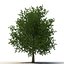 Summer Trees 3D Models Collection 2