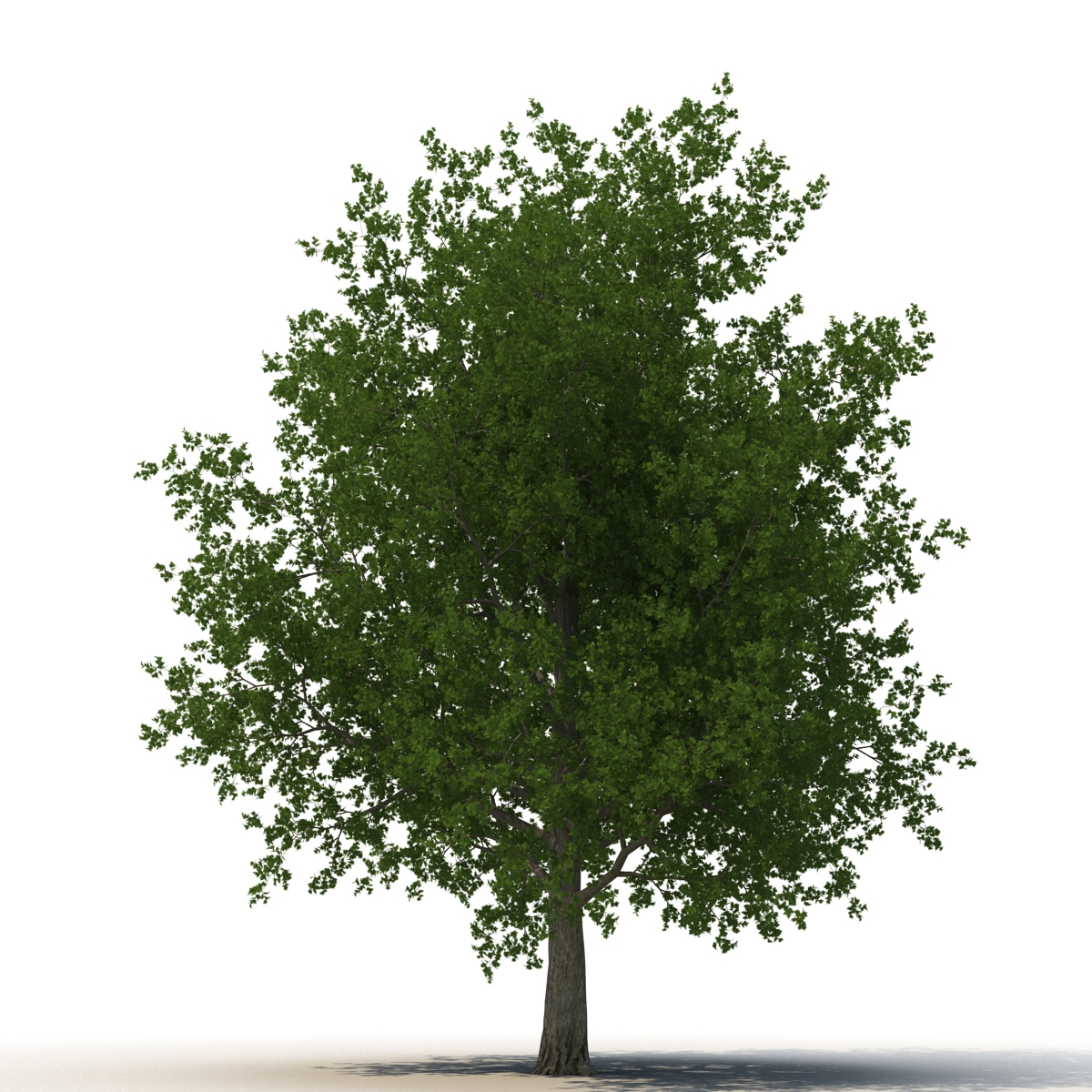 Summer trees 2 3D model - TurboSquid 1332019